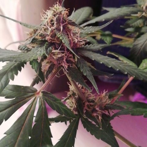 Six Shooter growlog timeline photo