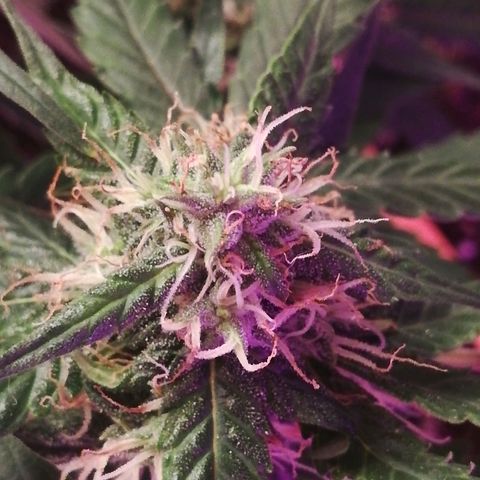 Six Shooter growlog timeline photo