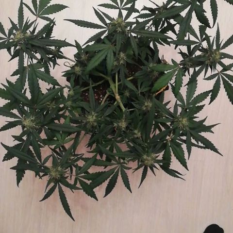 Six Shooter growlog timeline photo