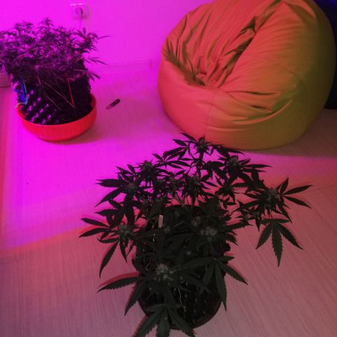 Six Shooter growlog timeline photo