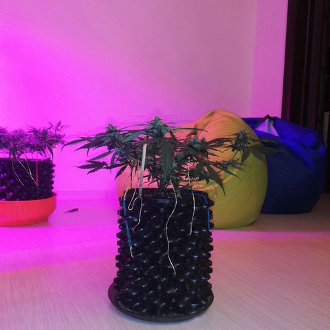 Six Shooter growlog timeline photo