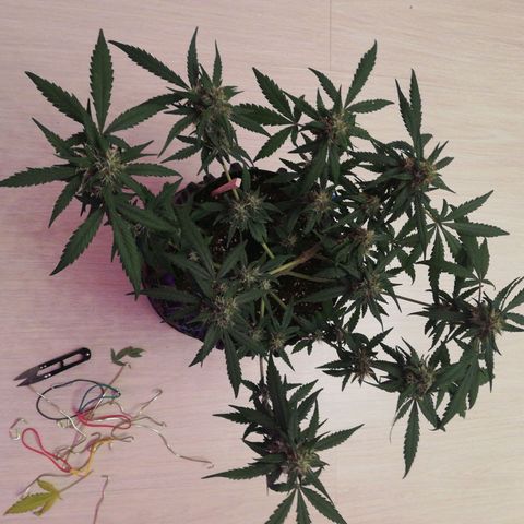 Six Shooter growlog photo: Расслабил все ветки, посмотрим, как пойдет.. 