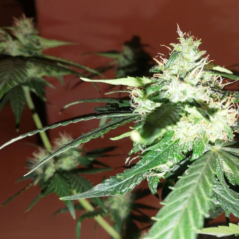 Six Shooter growlog photo: Расслабил все ветки, посмотрим, как пойдет.. 