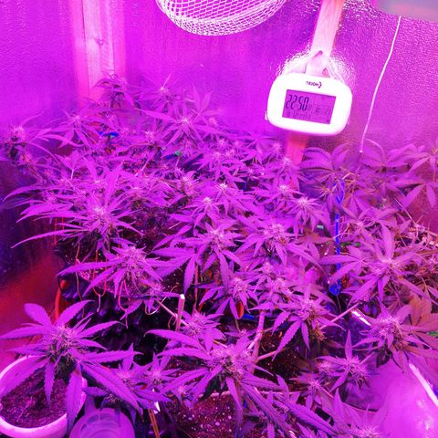Six Shooter growlog photo: Расслабил все ветки, посмотрим, как пойдет.. 