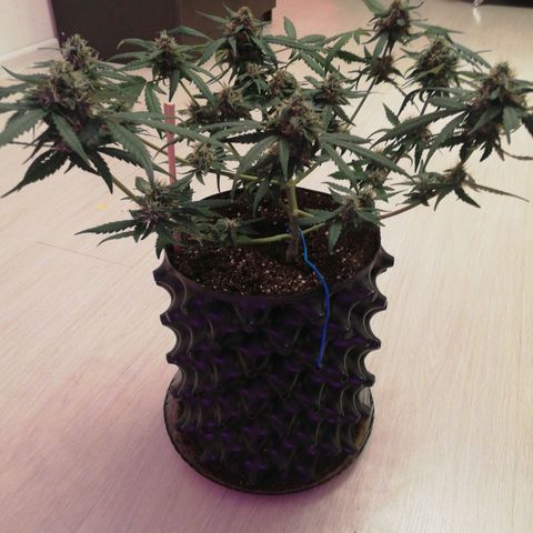 Six Shooter growlog photo: Расслабил все ветки, посмотрим, как пойдет.. 