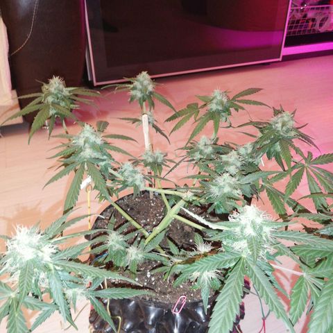 Six Shooter growlog photo: Расслабил все ветки, посмотрим, как пойдет.. 