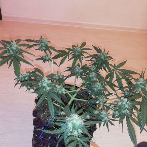 Six Shooter growlog photo: Расслабил все ветки, посмотрим, как пойдет.. 