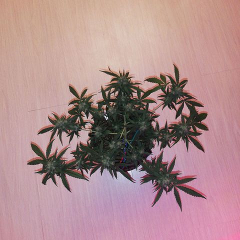 Six Shooter growlog timeline photo