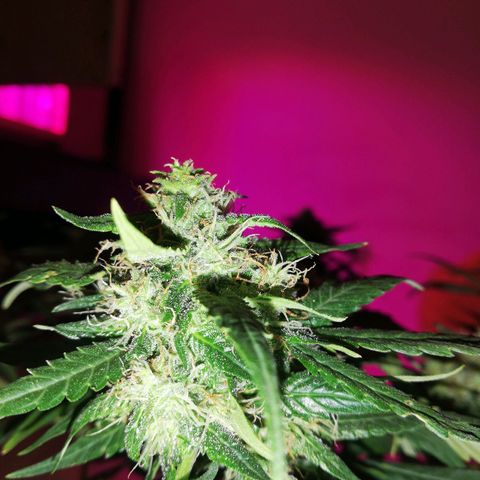Six Shooter growlog timeline photo