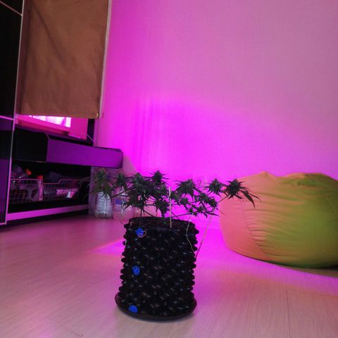 Six Shooter growlog timeline photo