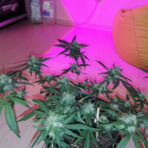 Six Shooter growlog timeline photo
