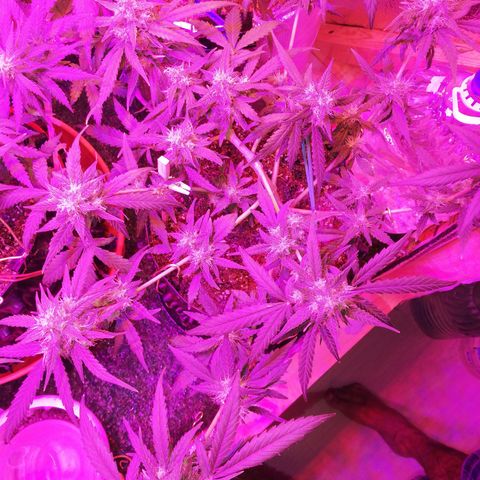 Six Shooter growlog timeline photo