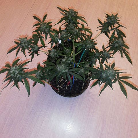 Six Shooter growlog timeline photo