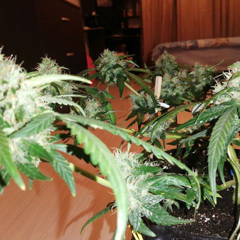 Six Shooter growlog timeline photo