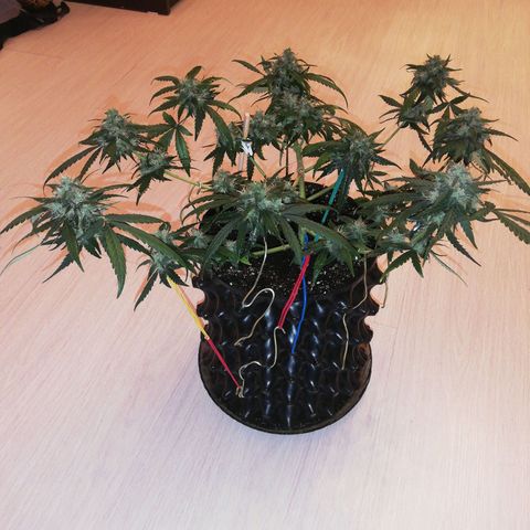 Six Shooter growlog timeline photo