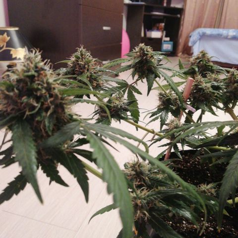 Six Shooter growlog timeline photo