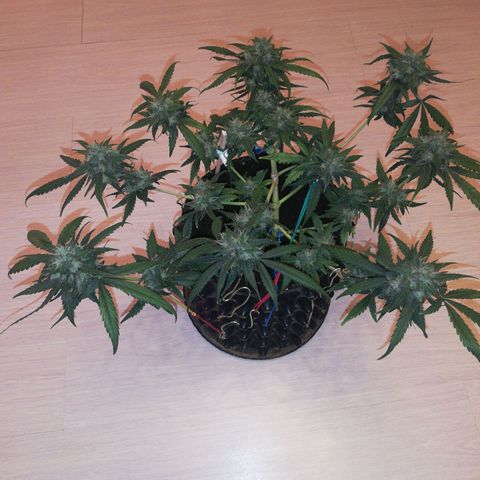 Six Shooter growlog timeline photo