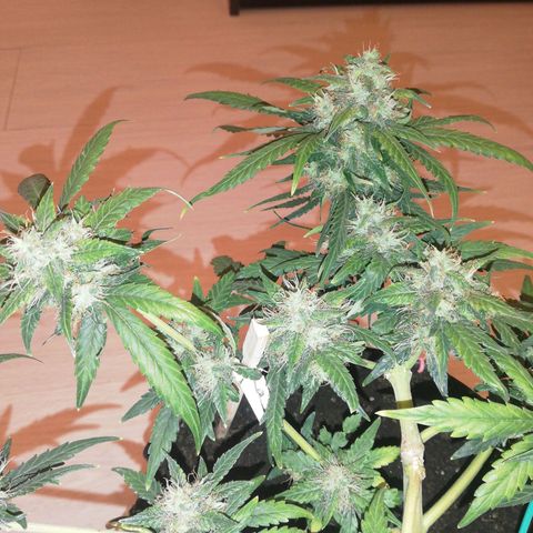 Six Shooter growlog timeline photo