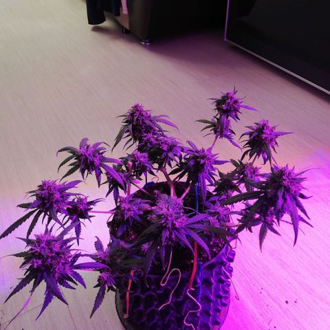 Six Shooter growlog timeline photo