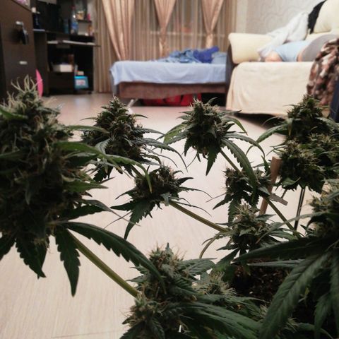Six Shooter growlog timeline photo