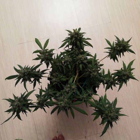 Six Shooter growlog timeline photo
