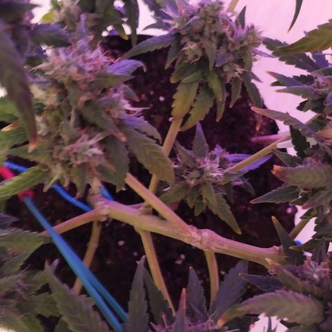 Six Shooter growlog timeline photo