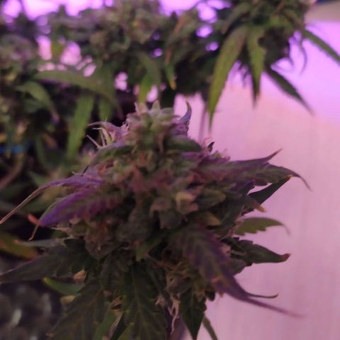 Six Shooter growlog timeline photo