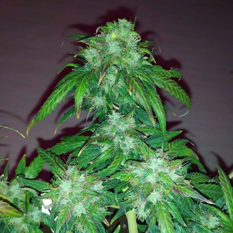 Six Shooter growlog timeline photo