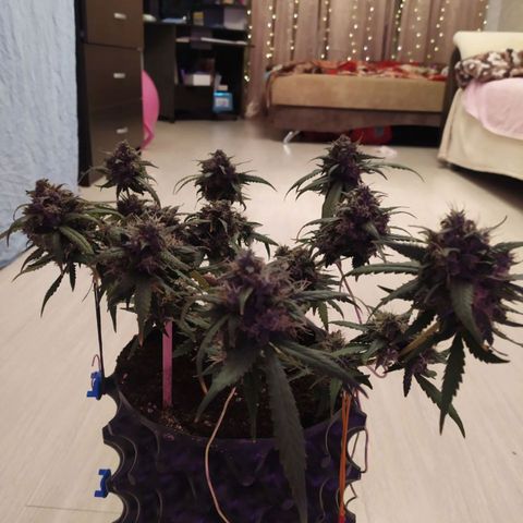 Six Shooter growlog timeline photo