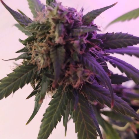 Six Shooter growlog timeline photo