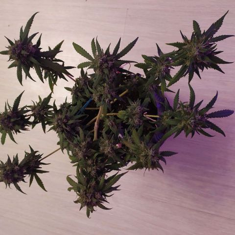 Six Shooter growlog timeline photo