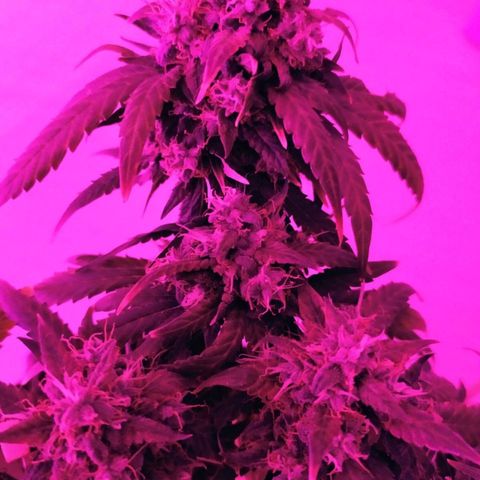 Six Shooter growlog timeline photo