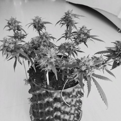 Six Shooter growlog timeline photo