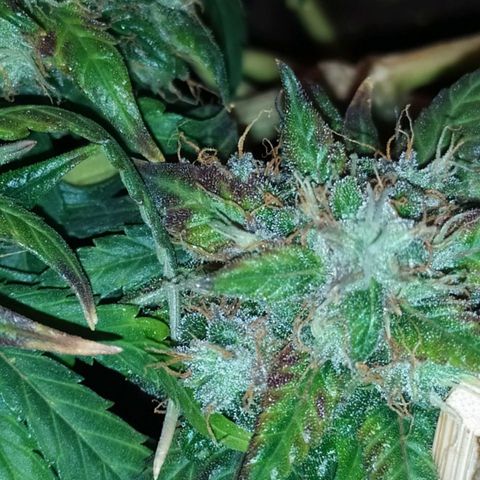 Six Shooter growlog timeline photo