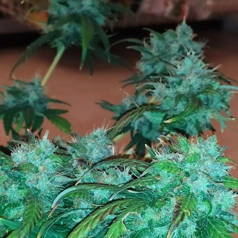 Six Shooter growlog timeline photo
