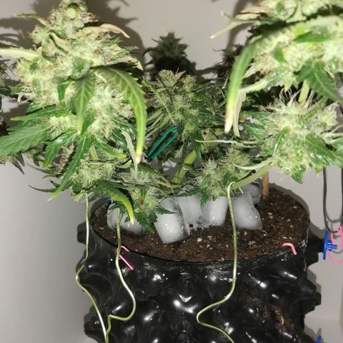Six Shooter growlog photo: Засыпал льдом, и 2е суток в темноте!!! 