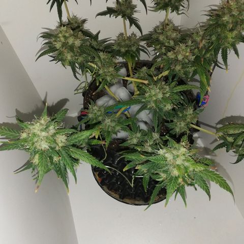 Six Shooter growlog photo: Засыпал льдом, и 2е суток в темноте!!! 
