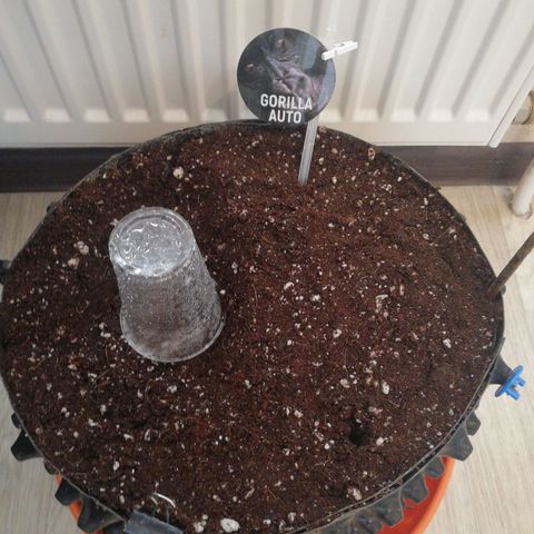 Gorilla Auto growlog timeline photo