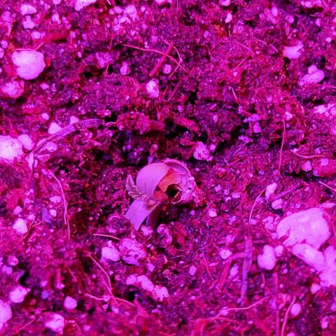 Gorilla Auto growlog photo: Скинул каску красавчик)