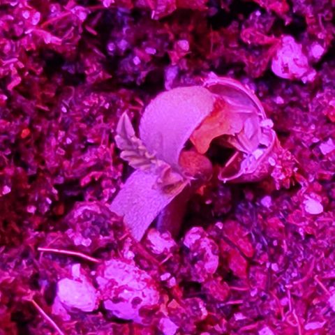 Gorilla Auto growlog photo: Скинул каску красавчик)