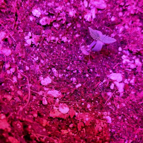 Gorilla Auto growlog photo: Ооочень медленно ростет(