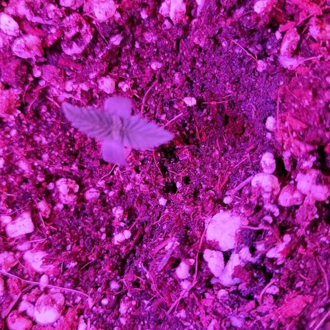Gorilla Auto growlog photo: Ооочень медленно ростет(