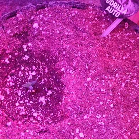Gorilla Auto growlog timeline photo