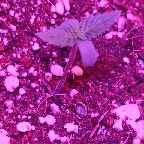 Gorilla Auto growlog timeline photo