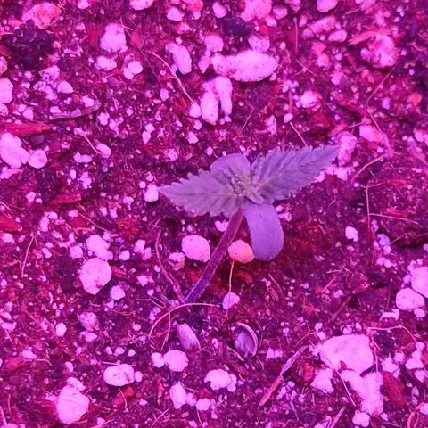 Gorilla Auto growlog timeline photo