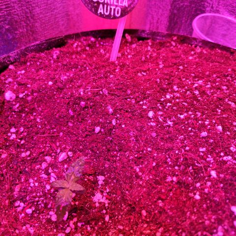 Gorilla Auto growlog timeline photo