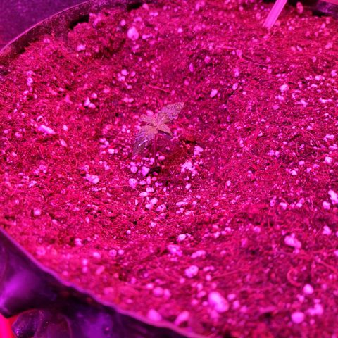 Gorilla Auto growlog timeline photo