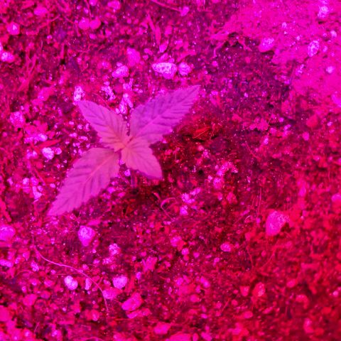 Gorilla Auto growlog timeline photo