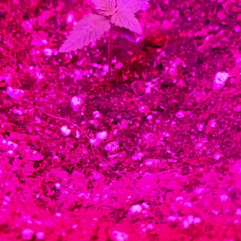 Gorilla Auto growlog timeline photo