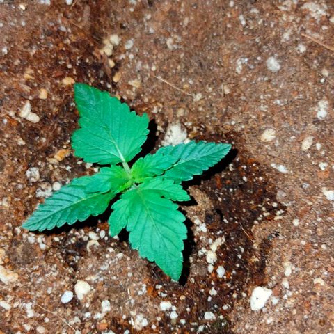 Gorilla Auto growlog timeline photo